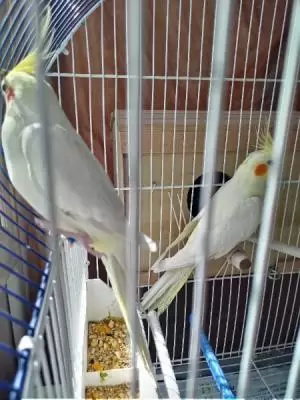 Couple calopssite mdrissi lituno