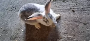 Lapin