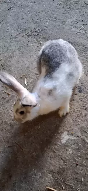 Lapin