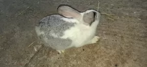 Lapin