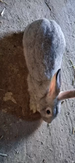 Lapin